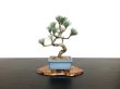 Photo1: Pinus parviflora / White Pine, Goyomatsu / Small size Bonsai (1)