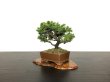Photo4: Picea jezoensis / Yezo Spruce, Yezomatsu / Small size Bonsai  (4)