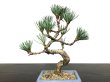 Photo2: Pinus parviflora / White Pine, Goyomatsu / Small size Bonsai (2)