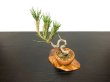 Photo4: Pinus thunbergii / Black Pine, Kuromatsu / Small size Bonsai  (4)