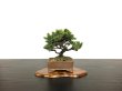 Photo1: Picea jezoensis / Yezo Spruce, Yezomatsu / Small size Bonsai  (1)
