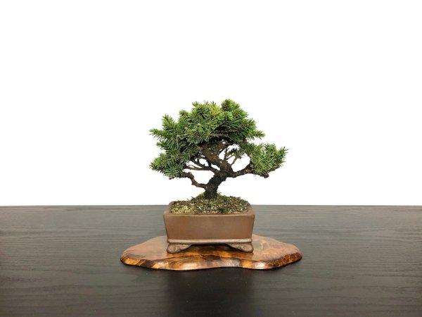 Photo1: Picea jezoensis / Yezo Spruce, Yezomatsu / Small size Bonsai  (1)