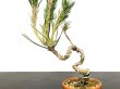 Photo2: Pinus thunbergii / Black Pine, Kuromatsu / Small size Bonsai  (2)