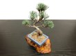 Photo6: Pinus parviflora / White Pine, Goyomatsu / Small size Bonsai (6)