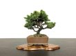 Photo3: Picea jezoensis / Yezo Spruce, Yezomatsu / Small size Bonsai  (3)