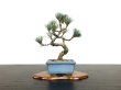 Photo3: Pinus parviflora / White Pine, Goyomatsu / Small size Bonsai (3)