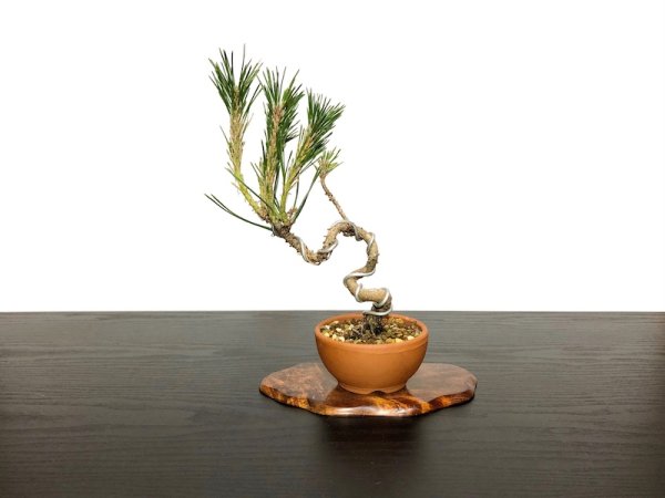 Photo1: Pinus thunbergii / Black Pine, Kuromatsu / Small size Bonsai  (1)