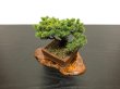 Photo5: Picea jezoensis / Yezo Spruce, Yezomatsu / Small size Bonsai  (5)