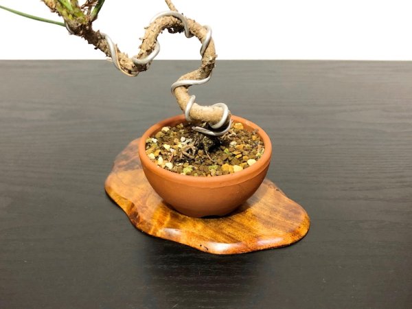 Photo5: Pinus thunbergii / Black Pine, Kuromatsu / Small size Bonsai  (5)