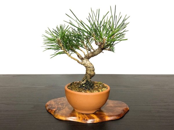 Photo3: Pinus thunbergii / Black Pine, Kuromatsu / Small size Bonsai  (3)