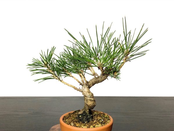 Photo2: Pinus thunbergii / Black Pine, Kuromatsu / Small size Bonsai  (2)