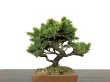 Photo2: Picea jezoensis / Yezo Spruce, Yezomatsu / Small size Bonsai  (2)