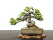 Photo3: Juniperus chinensis / Japanese Juniper, Shimpaku / Small size Bonsai (3)