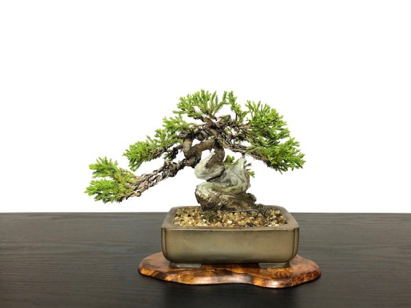 Photo1: Juniperus chinensis / Japanese Juniper, Shimpaku / Small size Bonsai (1)