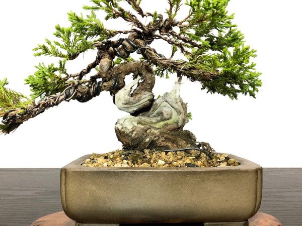 Photo2: Juniperus chinensis / Japanese Juniper, Shimpaku / Small size Bonsai (2)