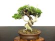 Photo5: Juniperus chinensis / Japanese Juniper, Shimpaku / Small size Bonsai  (5)