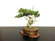 Photo4: Juniperus chinensis / Japanese Juniper, Shimpaku / Small size Bonsai  (4)