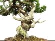 Photo2: Juniperus chinensis / Japanese Juniper, Shimpaku / Small size Bonsai  (2)