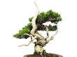 Photo2: Juniperus chinensis / Japanese Juniper, Shimpaku / Small size Bonsai  (2)