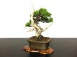 Photo4: Juniperus chinensis / Japanese Juniper, Shimpaku / Small size Bonsai  (4)