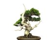 Photo5: Juniperus chinensis / Japanese Juniper, Shimpaku / Small size Bonsai  (5)