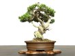 Photo3: Juniperus chinensis / Japanese Juniper, Shimpaku / Small size Bonsai  (3)