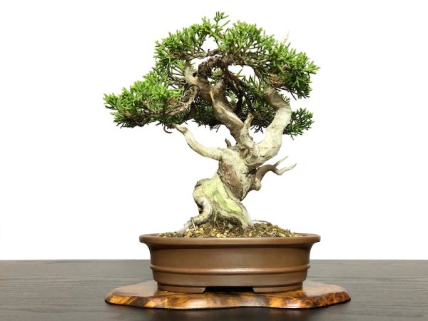 Photo3: Juniperus chinensis / Japanese Juniper, Shimpaku / Small size Bonsai  (3)