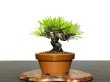 Photo2: Pinus densiflora / Red Pine, Akamatsu / Small size Bonsai  (2)