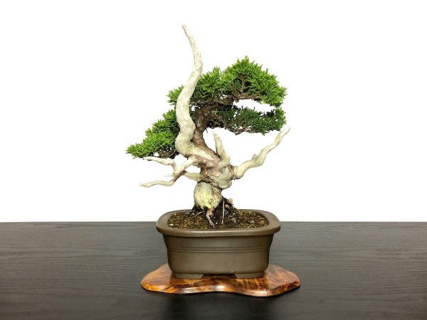 Photo1: Juniperus chinensis / Japanese Juniper, Shimpaku / Small size Bonsai  (1)