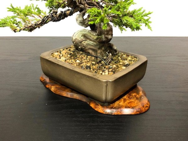 Photo6: Juniperus chinensis / Japanese Juniper, Shimpaku / Small size Bonsai (6)