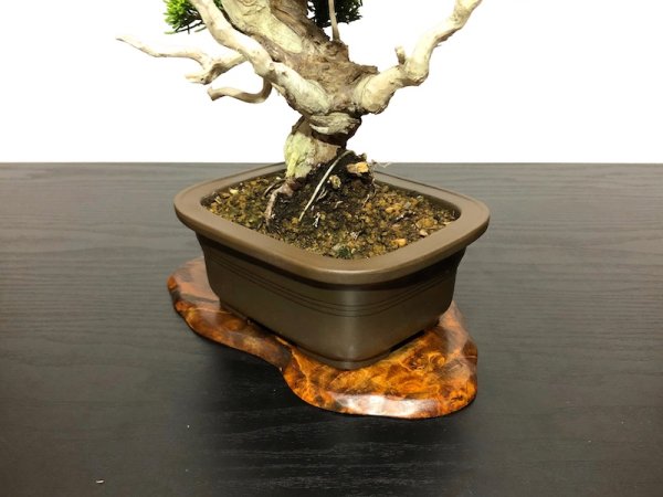 Photo7: Juniperus chinensis / Japanese Juniper, Shimpaku / Small size Bonsai  (7)