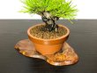 Photo7: Pinus densiflora / Red Pine, Akamatsu / Small size Bonsai  (7)