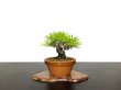 Photo1: Pinus densiflora / Red Pine, Akamatsu / Small size Bonsai  (1)