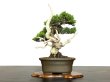 Photo3: Juniperus chinensis / Japanese Juniper, Shimpaku / Small size Bonsai  (3)