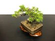 Photo5: Juniperus chinensis / Japanese Juniper, Shimpaku / Small size Bonsai (5)