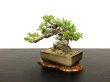 Photo4: Juniperus chinensis / Japanese Juniper, Shimpaku / Small size Bonsai (4)