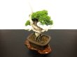 Photo6: Juniperus chinensis / Japanese Juniper, Shimpaku / Small size Bonsai  (6)