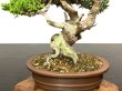 Photo6: Juniperus chinensis / Japanese Juniper, Shimpaku / Small size Bonsai  (6)