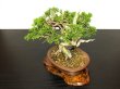 Photo7: Juniperus chinensis / Japanese Juniper, Shimpaku / Small size Bonsai  (7)
