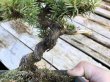 Photo2: Juniperus rigida / Needle Juniper, Tosho / Small size Bonsai  (2)