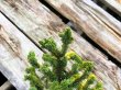 Photo4: Picea jezoensis / Yezo Spruce, Yezomatsu / Small size Bonsai  (4)