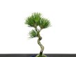 Photo4: Pinus thunbergii / Black Pine, Kuromatsu / Small size Bonsai  (4)