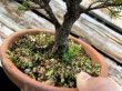 Photo2: Picea jezoensis / Yezo Spruce, Yezomatsu / Small size Bonsai  (2)