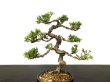 Photo2: Juniperus chinensis / Japanese Juniper, Shimpaku / Small size Bonsai  (2)