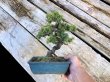 Photo1: Juniperus rigida / Needle Juniper, Tosho / Small size Bonsai  (1)