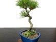 Photo2: Pinus thunbergii / Black Pine, Kuromatsu / Small size Bonsai  (2)