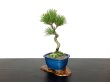 Photo3: Pinus thunbergii / Black Pine, Kuromatsu / Small size Bonsai  (3)