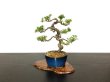 Photo4: Juniperus chinensis / Japanese Juniper, Shimpaku / Small size Bonsai  (4)