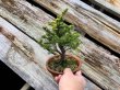 Photo3: Picea jezoensis / Yezo Spruce, Yezomatsu / Small size Bonsai  (3)