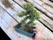 Photo3: Juniperus rigida / Needle Juniper, Tosho / Small size Bonsai  (3)